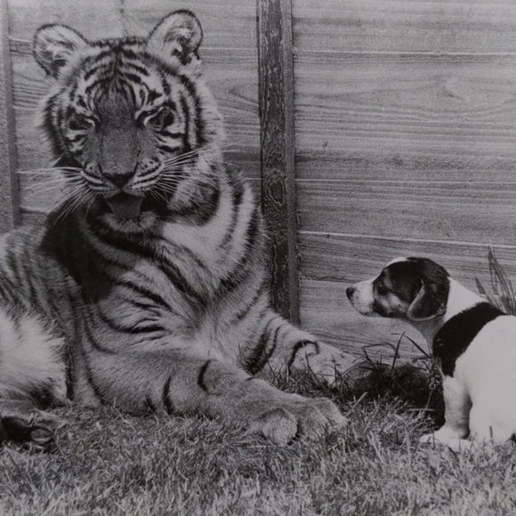 🌷🐕FREE in $25+ Bundle🐶 Book "My Love Unleashed" - Picture 3 of 9